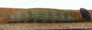 Larvae
